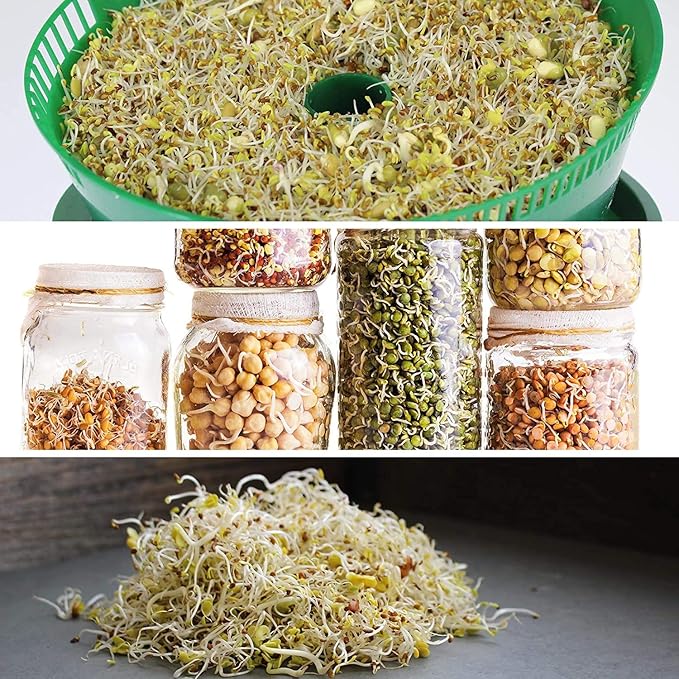 4 Oz - Handy Pantry 5 Part Salad Sprout Mix - Organic Non-GMO Mixed Seeds - Organic Broccoli Sprouting Seeds, Radish Sprout Seeds, Alfalfa Sprout Seeds, Lentil Seeds, and Mung Bean Seeds for Sprouting