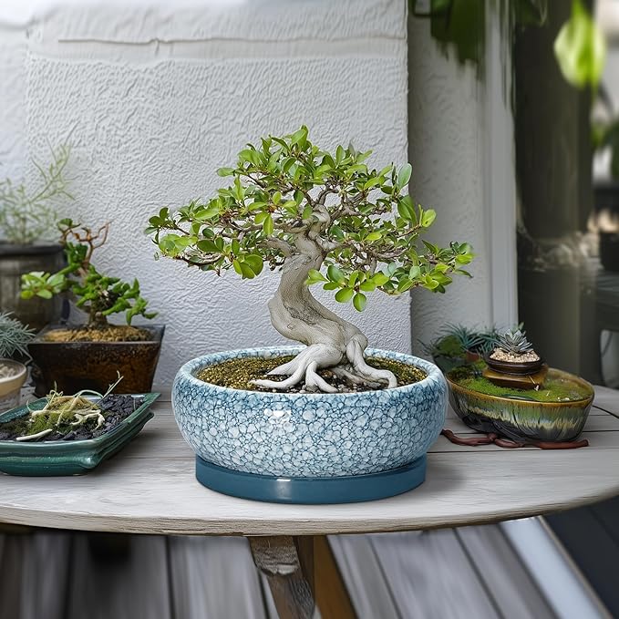 Bonsai Pots 10 Inch - Ceramic Succulent Planters with Drainage Hole and Saucer, Succulent Pots for Indoor Outdoor, Shallow Flower Pot, Round Planter, Patio Decor, Housewarming Gifts, Blue
