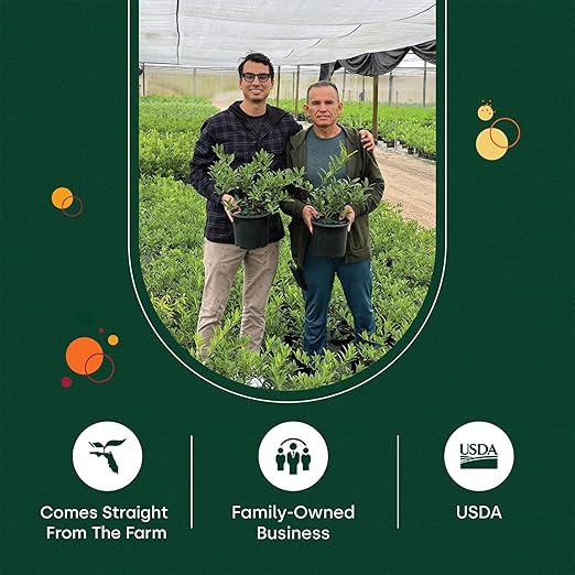 18-6-8 Slow Release Fertilizer for Indoor Plants - Citrus Plant Care, Granules Slow Release Fertilizer for Outdoor Plants, Flowers Plant, Houseplants, Garden Fertilizers by Via Citrus, 2 Pack