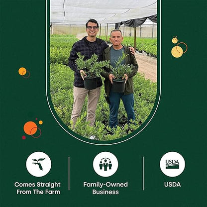 18-6-8 Slow Release Fertilizer for Indoor Plants - Citrus Plant Care, Granules Slow Release Fertilizer for Outdoor Plants, Flowers Plant, Houseplants, Garden Fertilizers by Via Citrus, 2 Pack