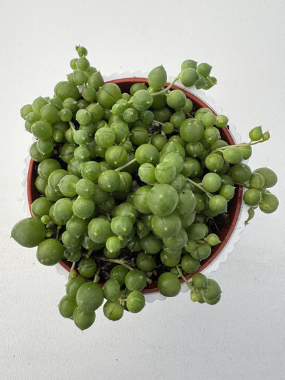 4" String of Pearls with White Stripe Pot, Live Trailing Succulent House Plant for Home Office Wedding Hanging Decoration, DIY Projects, Party Favor