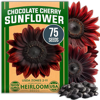 HOME GROWN Chocolate Cherry Sunflower Seeds – 75 𝗡𝗢𝗡-𝗚𝗠𝗢 𝗨𝗦𝗔 Heirloom Seeds for Planting Burgundy Sunflowers – Tall Flower for Garden, Pollinators, Butterflies (Helianthus annuus)