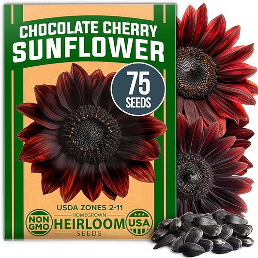 HOME GROWN Chocolate Cherry Sunflower Seeds – 75 𝗡𝗢𝗡-𝗚𝗠𝗢 𝗨𝗦𝗔 Heirloom Seeds for Planting Burgundy Sunflowers – Tall Flower for Garden, Pollinators, Butterflies (Helianthus annuus)