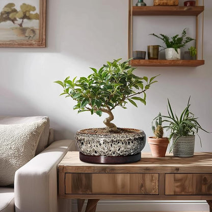 Bonsai Pots - 8 Inch Ceramic Pots for Plants with Drainage Hole and Saucer, Round Succulent Pot, Bonsai Planters Indoor Outdoor, Shallow Planter Bowl, Patio Decor, Gardening Gift, White