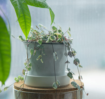 Phoenix Vine 4 Inch Plastic Plant Saucer Water Drip Tray, Heavy Sturdy Round Plant Drainage Tray for Indoors Outdoor, Set of 4, Matte White, 21-TY-4W-4