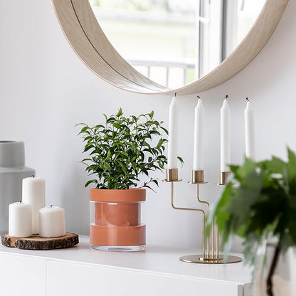 Phoenix Vine 6 Inch Self Watering Planter Pot, Terracotta Clay Pot with Glass Reservoir for Indoor Plants, Herbs, Flowers, Set of 2, 52-A-F-2