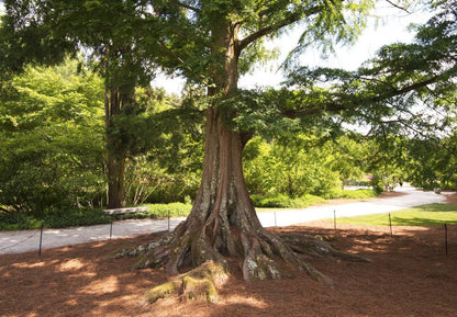 (3) - Dawn Redwood Trees - Starter Plant (LG36) (3 Live Trees)