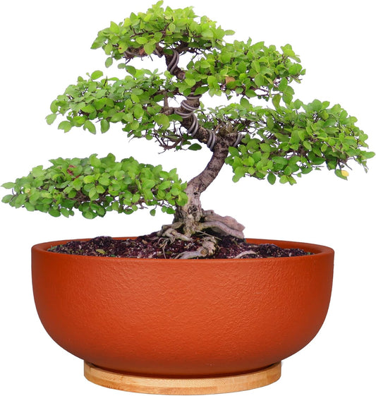 SQOWL 10 Inch Large Terracotta Planter Pot,Clay Succulent Bonsai Planter with Drainage Hole and Bamboo Saucer for Indoor Plants