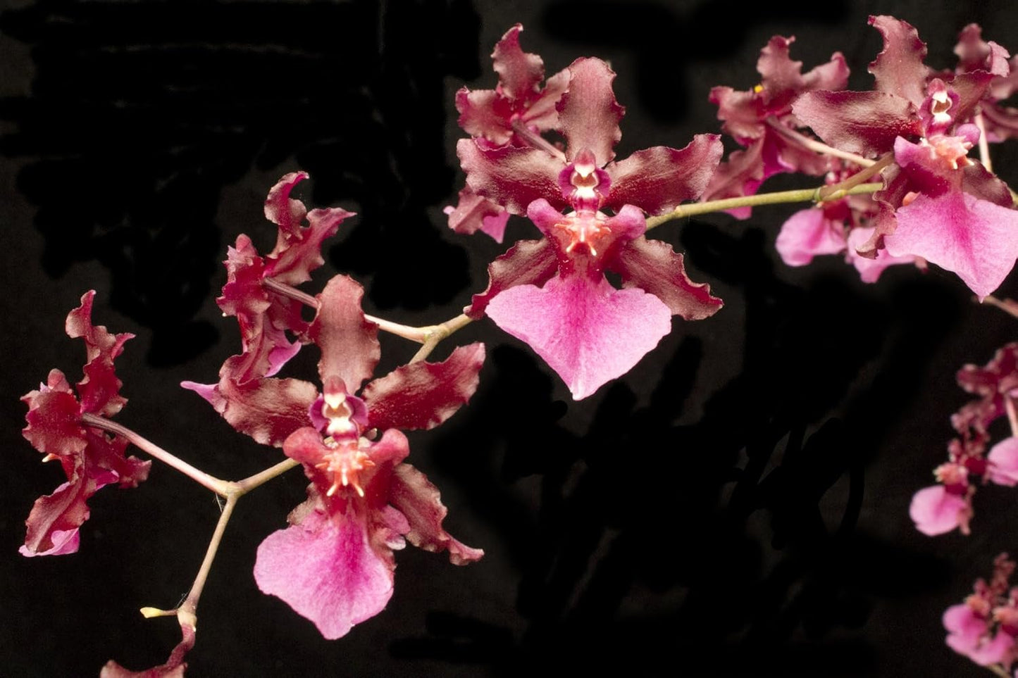 Oncidium Sharry Baby - Chocolate Fragrance Very Popular, Easy to Grow and Bloom (NOT in-Bud/Bloom When Shipped)