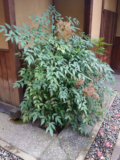 Heavenly Bamboo - Nandina Domestica - 3 Live Gallon Size Plants - Beautiful & Colorful Low Maintenance Foliage