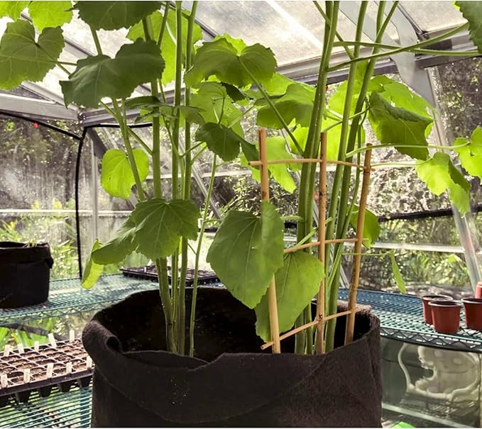 20 Pack 16" Bamboo Trellis for Climbing Plants-Natural Garden Ladder Fan -Shaped Plants Support Trellis for Potted Plant Decor in Door