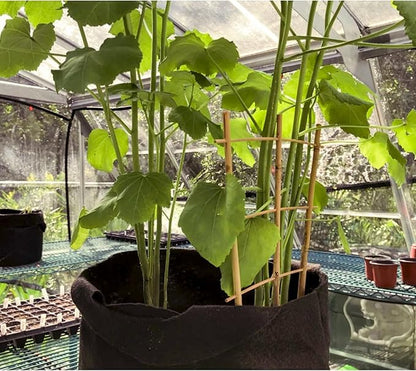 20 Pack 16" Bamboo Trellis for Climbing Plants-Natural Garden Ladder Fan -Shaped Plants Support Trellis for Potted Plant Decor in Door