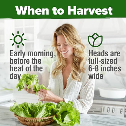 HOME GROWN 𝗨𝗦𝗔 𝗣𝗥𝗘𝗠𝗜𝗨𝗠 Buttercrunch Lettuce Seeds Bulk Pack - 1975 Heirloom 𝗡𝗢𝗡-𝗚𝗠𝗢 Seeds for Hydroponic Garden Indoor Outdoor - Butter Lettuce Vegetable for Planting (Lactuca Sativa)