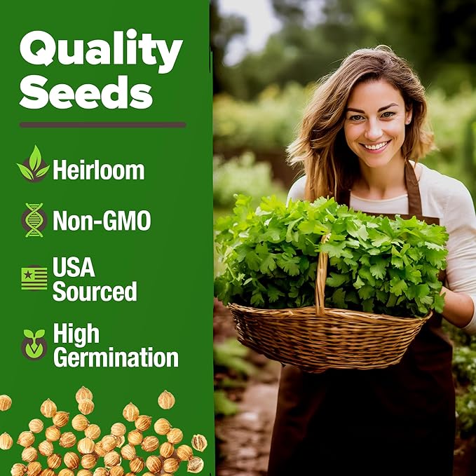 HOME GROWN 𝗨𝗦𝗔 𝗣𝗥𝗘𝗠𝗜𝗨𝗠 500+ Cilantro Seeds (Fast Growing) 𝗡𝗢𝗡-𝗚𝗠𝗢 Heirloom Coriander Seeds for Planting Indoors & Outdoors – Santo Cilantro Herb for Kitchen Garden, High Germination