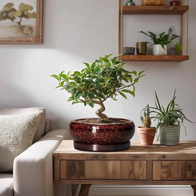 Bonsai Pots - 8 Inch Ceramic Succulent Planters for Indoor Outdoor, Round Shallow Planters with Drainage Hole and Saucer, Succulent Planter Bowl, Home Decor, Housewarming Gifts, Red