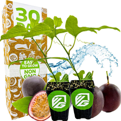 Purple Possum Passion Fruit Vine Live Plant – Passiflora edulis by Wellspring Gardens – Sweet, Aromatic Fruit – Fast-Growing & Self-Pollinating – Great for Fences, Trellises & Containers (2-Pack)