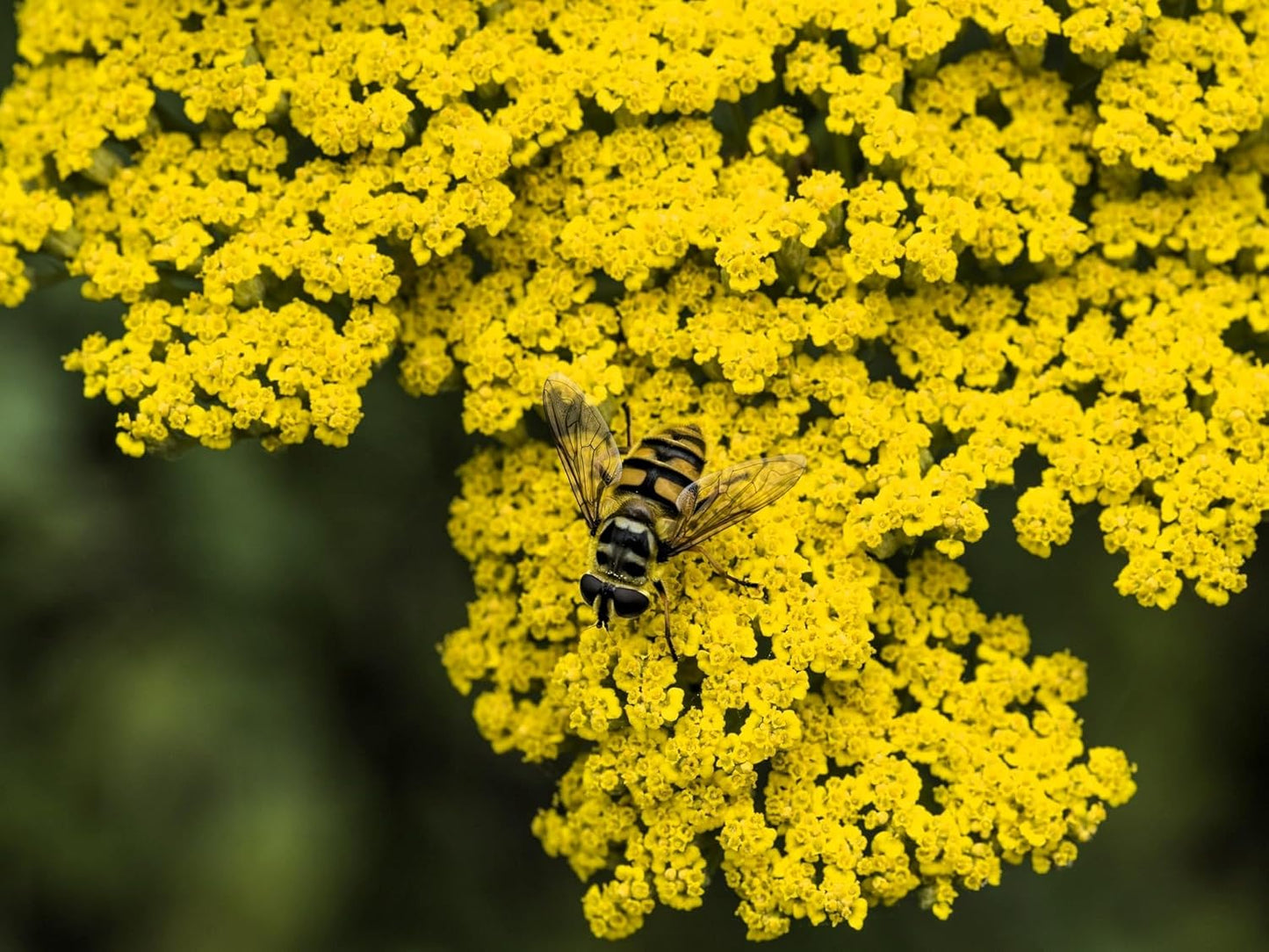 Greenwood Nursery: Live Perennial Plants - Achillea 'Moonshine' Yarrow - [Qty: 5X Pint Pots] - (Click for Other Available Plants/Quantities)