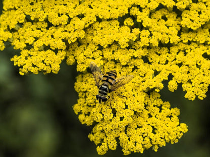 Greenwood Nursery: Live Perennial Plants - Achillea 'Moonshine' Yarrow - [Qty: 2X Pint Pots] - (Click for Other Available Plants/Quantities)