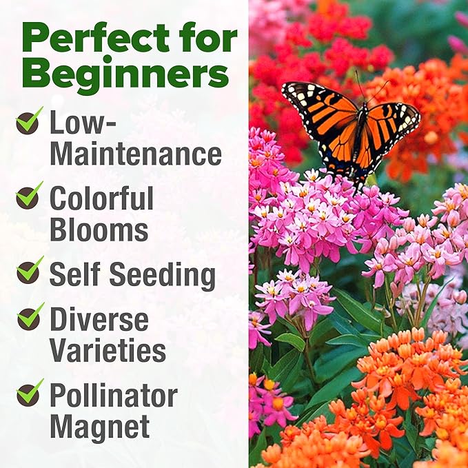 HOME GROWN Milkweed Flower Seeds - 500+ Heirloom Perennial Wildflower Seeds (5 Individual Varieties) Supports Monarch Habitat, Grows in Zones 3–10 (Asclepias syriaca)