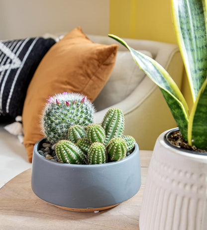 Altman Plants, Assorted Cactus Plants Live Plants (3PK), Cactus Plant Live Succulents Plants Live Cactus Decor, Indoor Plants Live House Plants in Cactus Soil, Live Cacti Plants Live Succulent Plants