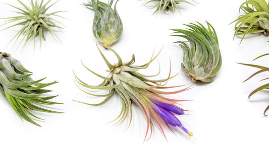 24 Pack Air Plants Assorted Tillandsia Ionantha - Live Succulent House Plants - Available in Wholesale and Bulk - Home and Garden Decor - Easy Care Indoor and Outdoor Plants
