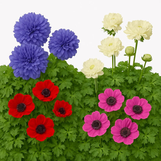 Easy to Grow Anemone Italian Levante Mix 10 Plant Bulbsm - Colorful Double Flowers in Spring, Full to Partial Sun Outdoor Zones 8-10