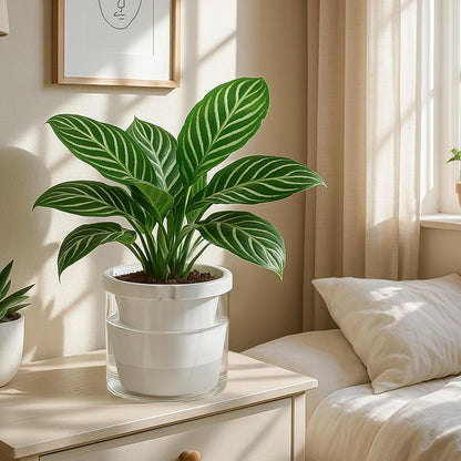 D'vine Dev 8 Inch Design Self Watering Planter for Indoor Plants, White Terracotta Pots with Cylinder Glass Cup, 37-X-C-2