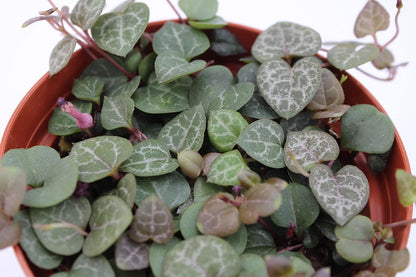 Live Succulent 4" String of Hearts, Succulents Plants Live, Succulent Plants Fully Rooted, Hanging House Plant for Home Office Decoration, DIY Projects, Party Favor Gift by The Succulent Cult