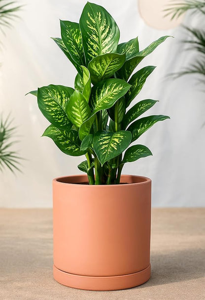 D'vine Dev Large 10 Inch Terracotta Plant Pot with Drainage Hole and Saucer, Round Cylinder Planter Pot for Indoor Plants, 40-X-A-5