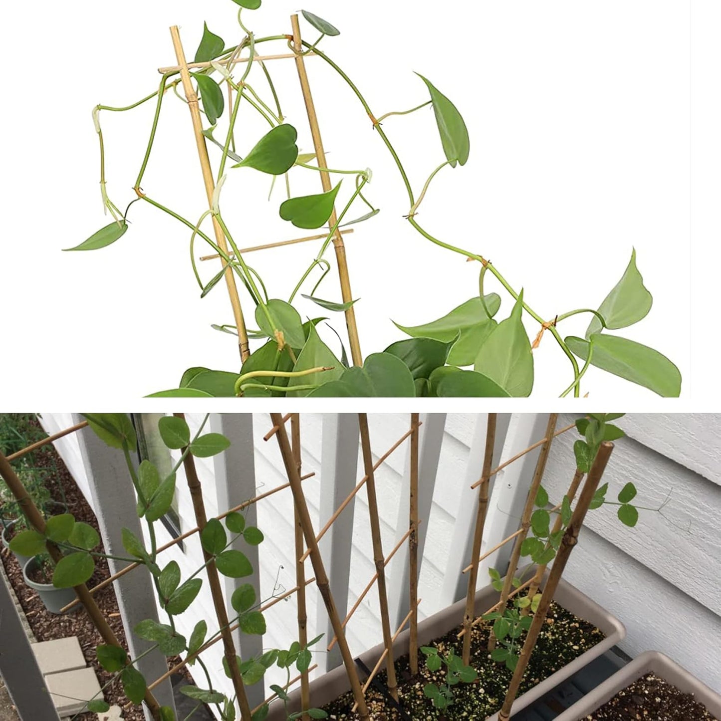 Avalution 10 Pack Natural Bamboo Trellis for Climbing Plants 16" Outdoor Garden Ladder Trellis, Fan -Shaped Plant Support Trellis for Potted Plant