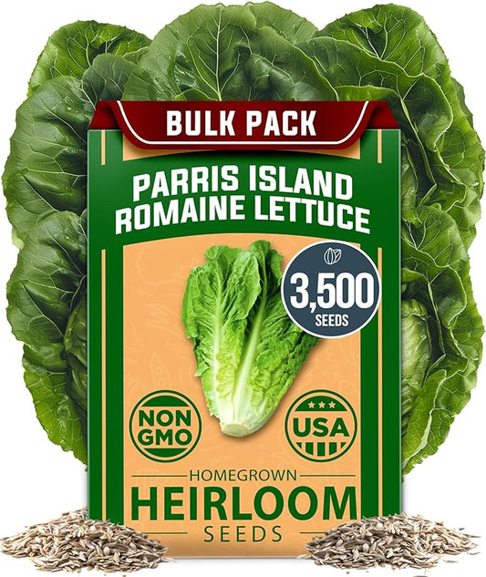 HOME GROWN 𝗨𝗦𝗔 𝗣𝗥𝗘𝗠𝗜𝗨𝗠 Parris Island Romaine Lettuce 3,500+ High Germination Heirloom 𝗡𝗢𝗡-𝗚𝗠𝗢 Lettuce for Planting Crisp Heads for Garden & Hydroponics, Indoor Outdoor (Lactuca Sativa)