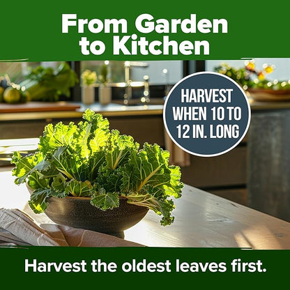 HOME GROWN 𝗨𝗦𝗔 𝗣𝗥𝗘𝗠𝗜𝗨𝗠 Collard Greens Georgia Southern - 300 High Germination 𝗡𝗢𝗡-𝗚𝗠𝗢 Heirloom Seeds for Planting in Your Vegetable Garden (Brassica oleracea)