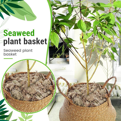 2 Pack Large Wicker Plant Basket with Handle 10 Inch Woven Seagrass Belly Basket and Artificial Moss for Plants Picnic Grocery Laundry House Storage Home Decor (Large)