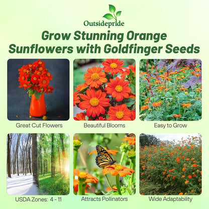 Outsidepride Goldfinger Mexican Sunflower Seeds - 1000 Pcs Annual, Easy-to-Grow, Orange Tithonia Speciosa Flower Seeds w/Drought-Tolerant Blooms for Pollinator Gardens & Vibrant Summer Landscaping