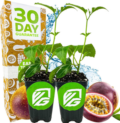 Bounty Passion Fruit Plant Vine – Passiflora by Wellspring Gardens – Sweet, Juicy Fruit – Fast-Growing & Vigorous – Great for Trellises, Fences & Containers (2-Pack)