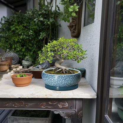 Ceramic Bonsai Pots - 8 Inch Succulent Planters Indoor Outdoor, Bonsai Planters with Drainage Hole and Saucer, Shallow Planter, Round Planter Bowl, Home Decor, Gifts for Plant Lovers, Blue