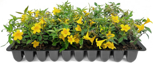 Carolina Jasmine | 30 Live Plants | Gelsemium sempervirens | Fast-Growing Flowering Vine for Trellises & Fences | Climbing Landscape Plants