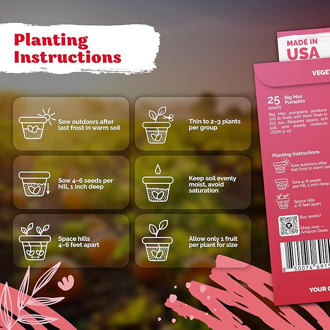 KVITER 25 Big Max Pumpkin Seeds for Planting (Cucurbita Pepo) – Giant Heirloom & Organic Pumpkin Seeds, Up to 100 lbs – Ideal Vegetable Seed Packets for Home Outdoor Garden