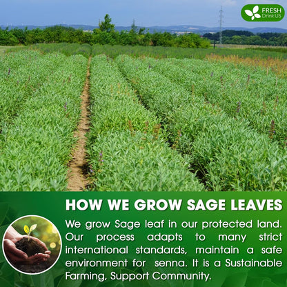 FreshDrinkUS Premium 75 Sage Leaf Tea Bags, 100% Natural & Pure. Loose Leaf Sage Herbal Tea. Made with Natural Material Tea Bags. No Sugar, No Caffeine, No Gluten, Vegan