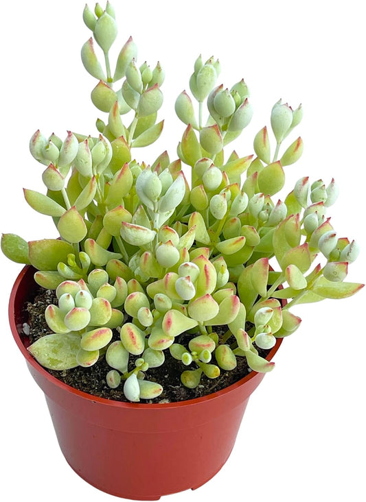 Live Succulent 4" Cotyledon Pendens Cliff Hanger, Succulents Plants Live Fully Rooted House Plant for Home Office Decoration, DIY Projects by The Succulent Cult