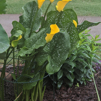 16 x 24 inch Peony Cages,Grow Through Plant Support Stakes, Flower Support Hoops Heavy Plants Brace Rings,Pack of 5