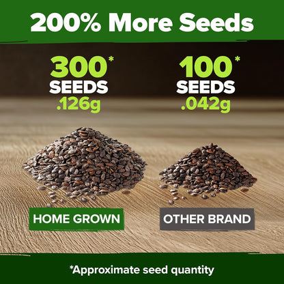 HOME GROWN 𝗨𝗦𝗔 𝗣𝗥𝗘𝗠𝗜𝗨𝗠 Aubrieta Rock Cress Purple, Flowering Ground Cover Seed Pack, Perennial Cress Seeds for Planting Outdoor Lawn Gardens 300 𝗡𝗢𝗡-𝗚𝗠𝗢 Aubrieta deltoidea Flower Seeds