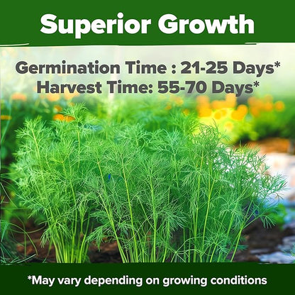 HOME GROWN 𝗨𝗦𝗔 𝗣𝗥𝗘𝗠𝗜𝗨𝗠 Dill Seeds for Planting 1,014 Bouquet Dill Seeds 𝗡𝗢𝗡-𝗚𝗠𝗢 and Heirloom Herb Seeds for Planting Outdoors, Grow Your Fragrant Dill Herb Garden (Anethum graveolens)