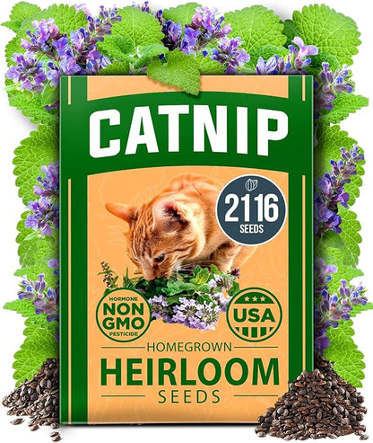 HOME GROWN 𝗨𝗦𝗔 𝗣𝗥𝗘𝗠𝗜𝗨𝗠 Catnip Seeds (Bulk Pack) 𝗡𝗢𝗡-𝗚𝗠𝗢 Heirloom Herb 2,116 Seeds - Indoor or Outdoor Seed - High-Germination Cat Nip - Cat Safe Plants (Nepeta cataria)