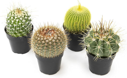 Altman Plants, Assorted Cactus Plants Live Cactus Decor (4PK), Cactus Plant Live Succulents Plants Live in Cactus Soil Potting Mix, Live Cacti Plants Live Succulent Plants Live Plants in Cactus Pot