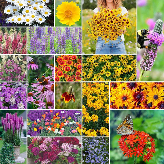 Eden Brothers All Perennial Wildflower Mixed Seeds for Planting, 25 lb, 12,000,000+ Seeds with Lupine, Shasta Daisy | Attracts Pollinators, Plant in Spring or Fall, Zones 3, 4, 5, 6, 7, 8, 9, 10