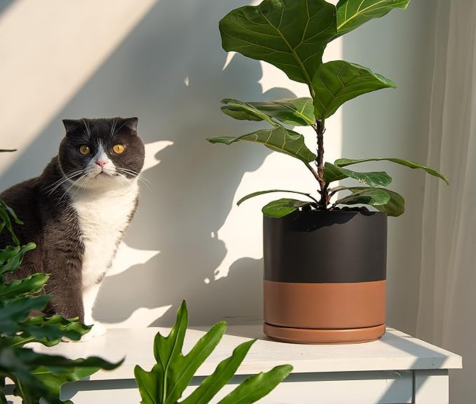 D'vine Dev 8 Inch Ceramic Planter Pot with Drainage Hole and Saucer, Indoor Cylinder Round Planter Pot, Black/Speckled Tan, 94-O-D-7