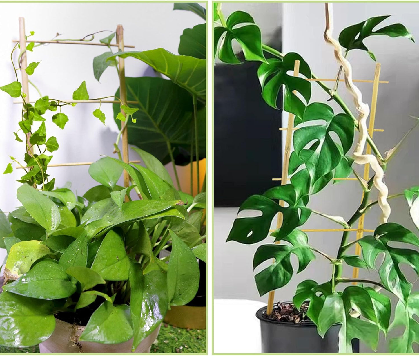 Avalution 5 Pack Bamboo Trellis for Climbing Plants Indoor, 16 Inch Garden Ladder Trellis for Potted Plants, Fan-Shaped Small Plant Support Trellis for Houseplants Ivy Hoya Vine Monstera