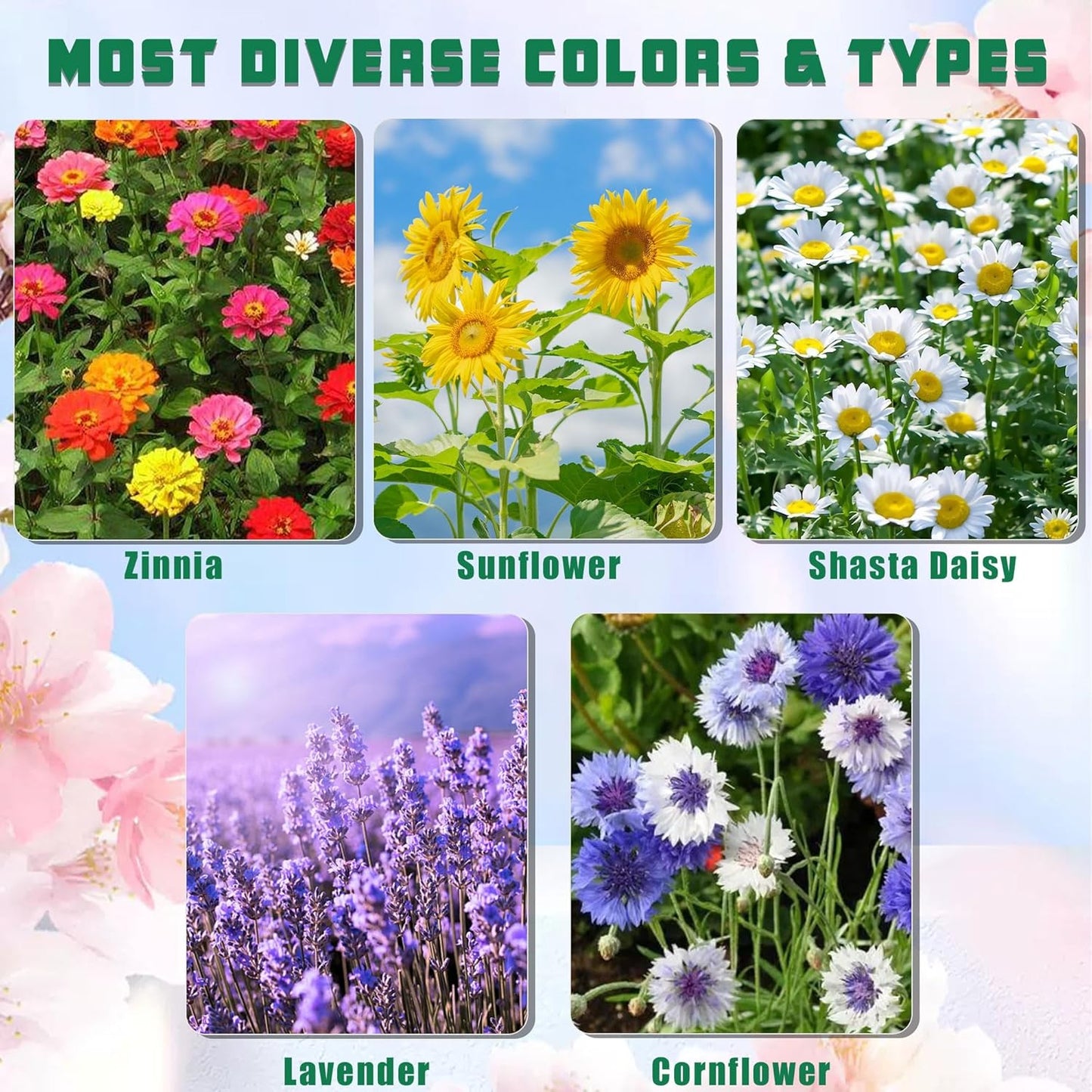 5 Kit - Growing into Shasta Daisy, Cornflower, Sunflower, Zinnia, Lavender for Indoor Outdoor Garden DIY Gifts