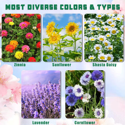 5 Kit - Growing into Shasta Daisy, Cornflower, Sunflower, Zinnia, Lavender for Indoor Outdoor Garden DIY Gifts